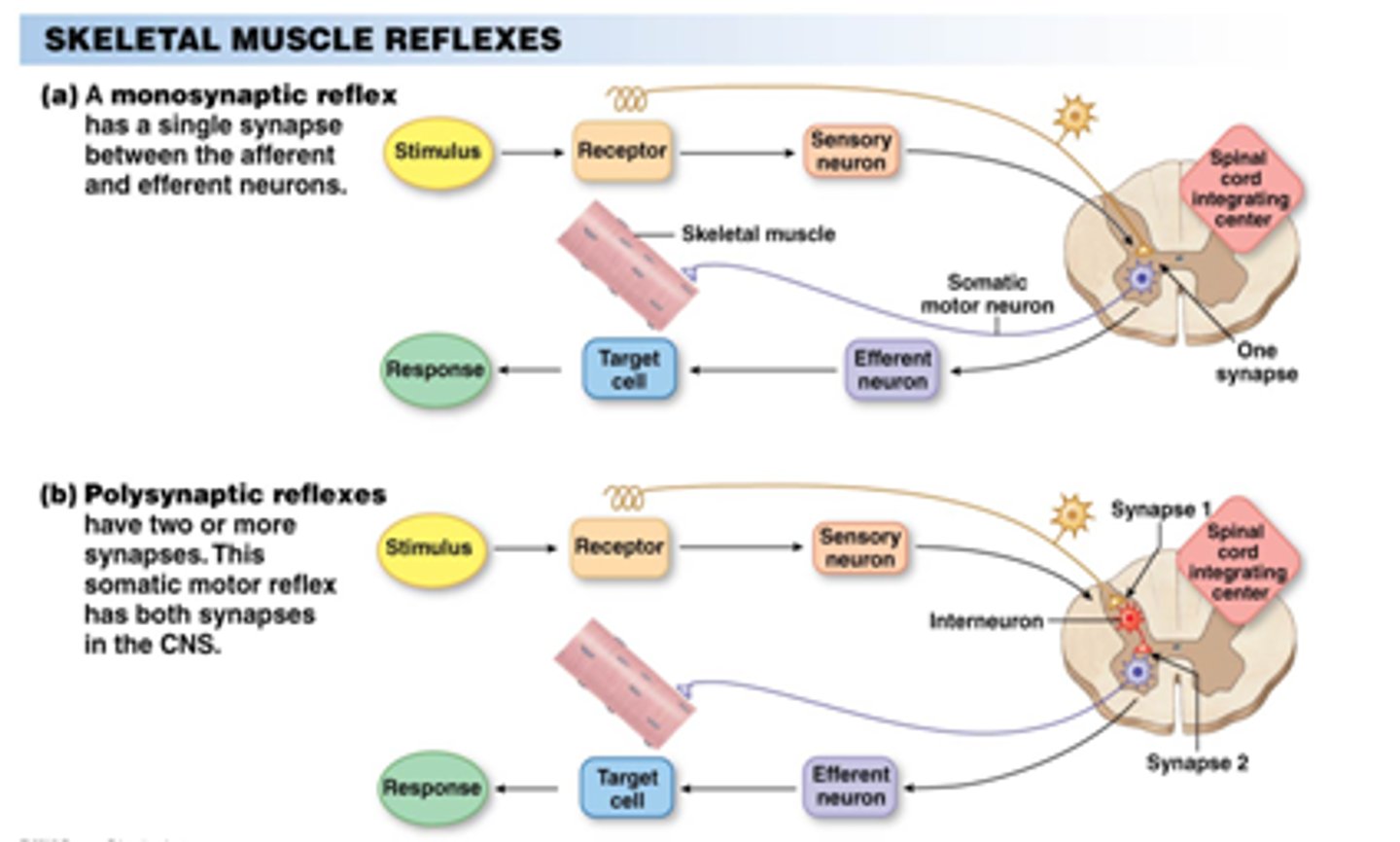 <p>It is not involved. Reflexes are responses to stimuli that don't require consciousness.</p>