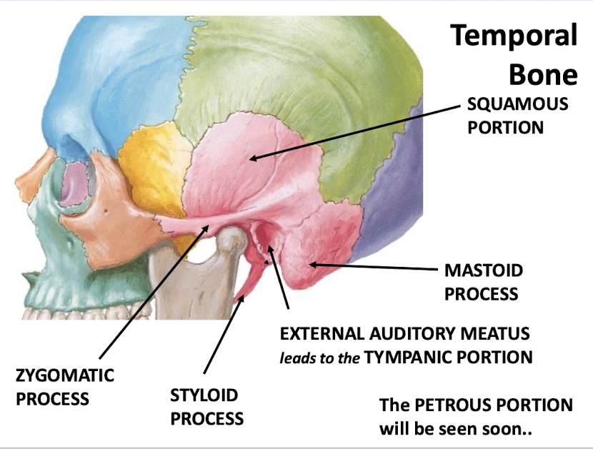 <p>-Mastoid process</p><p>-External auditory meatus leads to the tympanic portion</p><p>-Styloid process</p><p>-Zygomatic process</p><p>-Squamous portion</p><p>-Petrous portion</p>