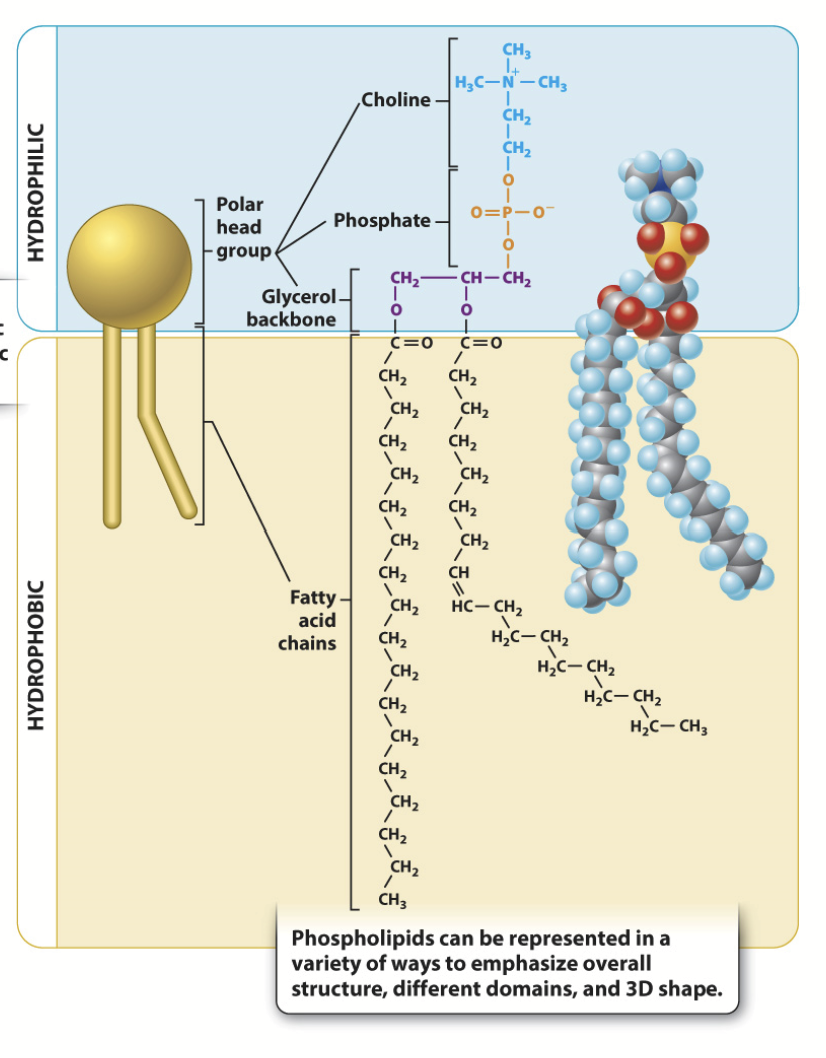 <p>The terms saturated and unsaturated refer to whether or not double bonds are present between the carbons in the fatty acid tails. Unsaturated tails have double bonds and, as a result, have crooked, kinked tails.</p><p>Will not pack together as tightly, resulting in higher membrane fluidity.</p>