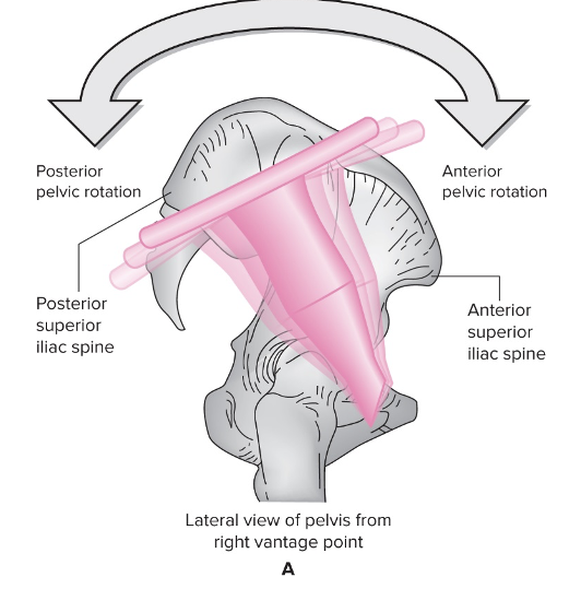 6 rotational movements in three planes 

Results from motion at either hip and/or lumbar spine: 
Anterior and posterior pelvic rotation 
Left and right lateral pelvic rotation 
Left and right transverse pelvic rotation

Consider each movement from perspective of person’s pelvic that is actually moving 