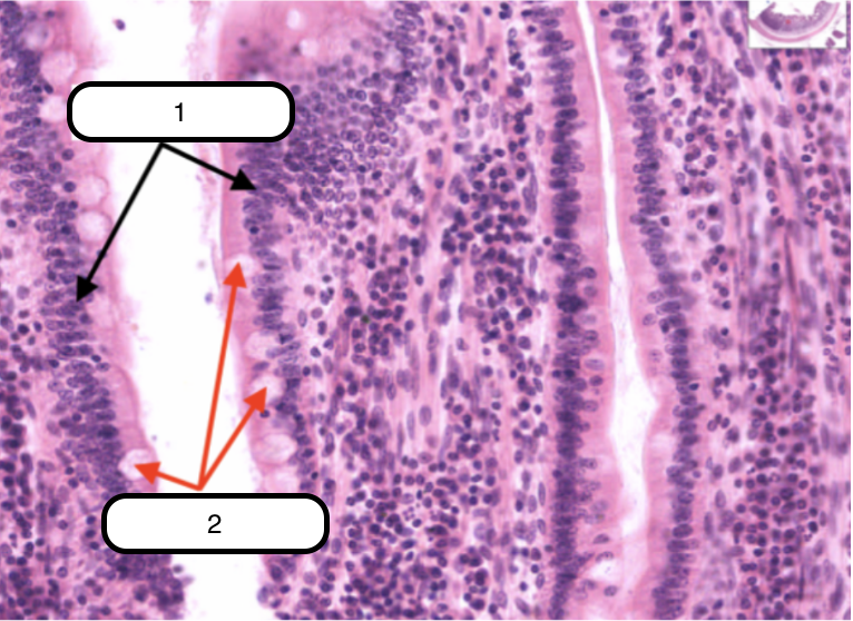 <p>Identify the structure labeled as #1</p>