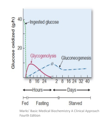 <p>stored glucose is used at 16-18 hours during overnight fasting</p>