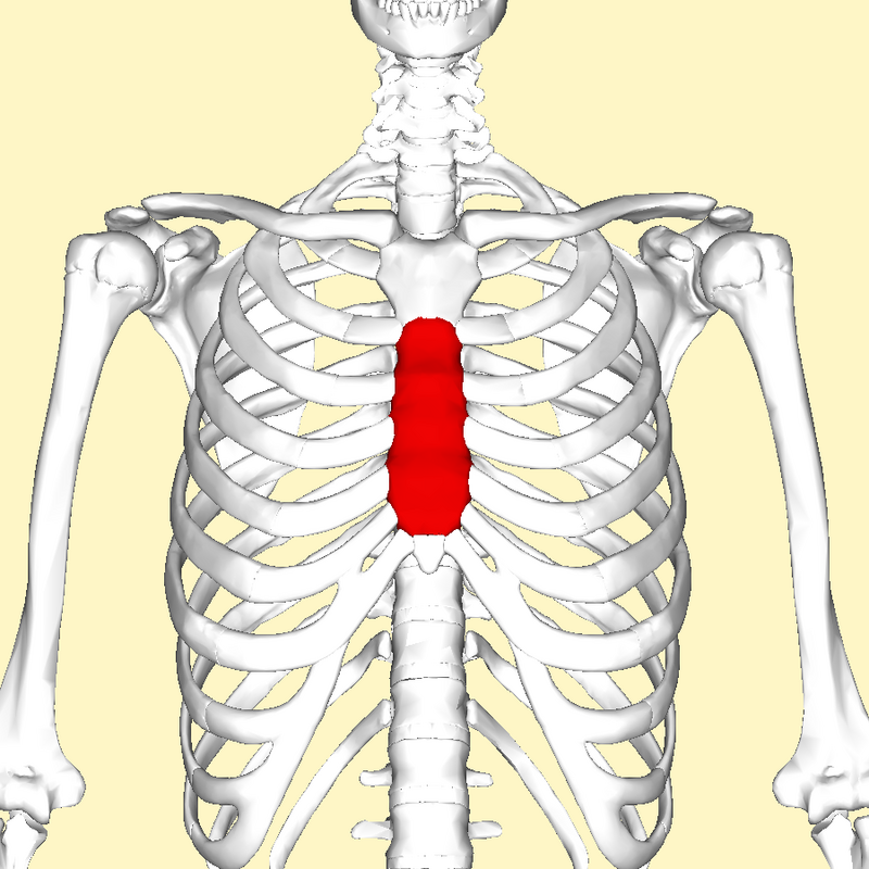 <p>What is the highlighted structure called?</p>