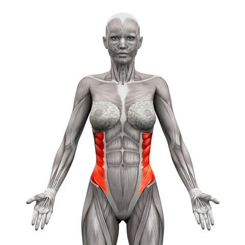 Compresses abdomen, depresses ribs and flexes/ bends abdomen
