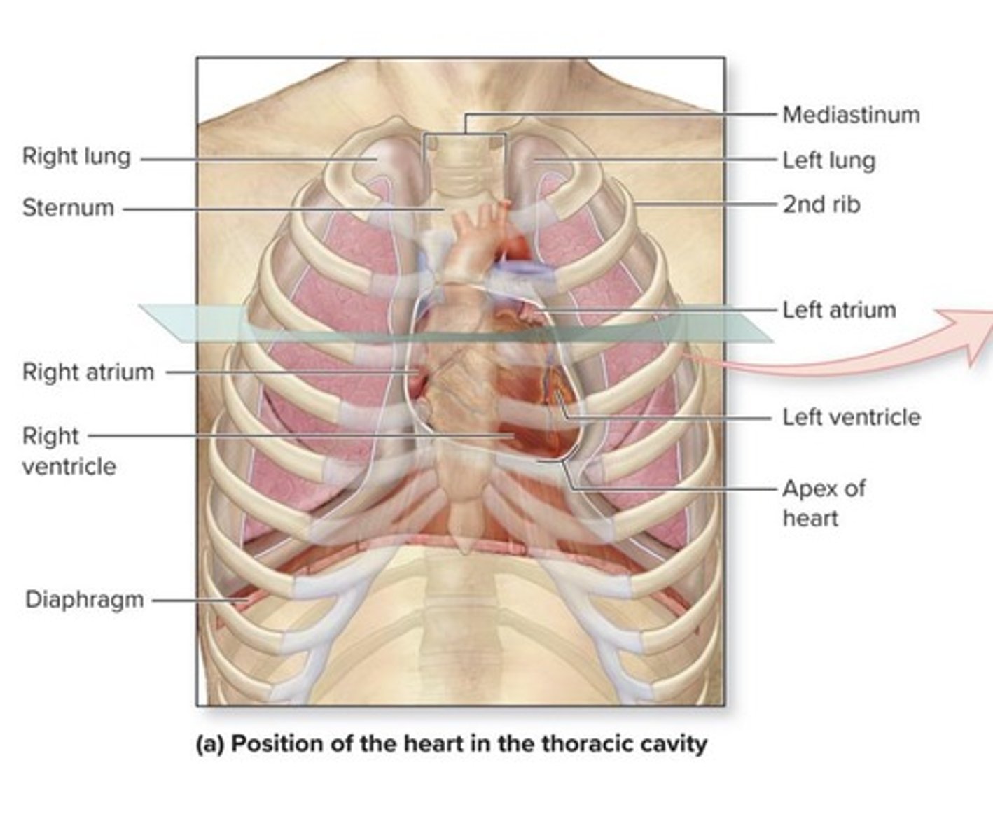 <p>In the mediastinum, thoracic cavity, protected by the sternum and ribs.</p>