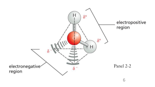 <p><span>atom with the greater attractive force is called the electronegative atom → attracts negative charge (electrons) from electropositive atom(s)</span></p>