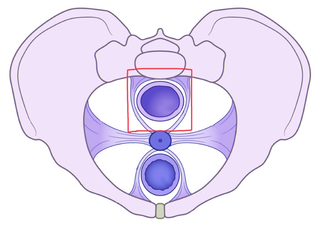 <p>What are these ligament called?</p>