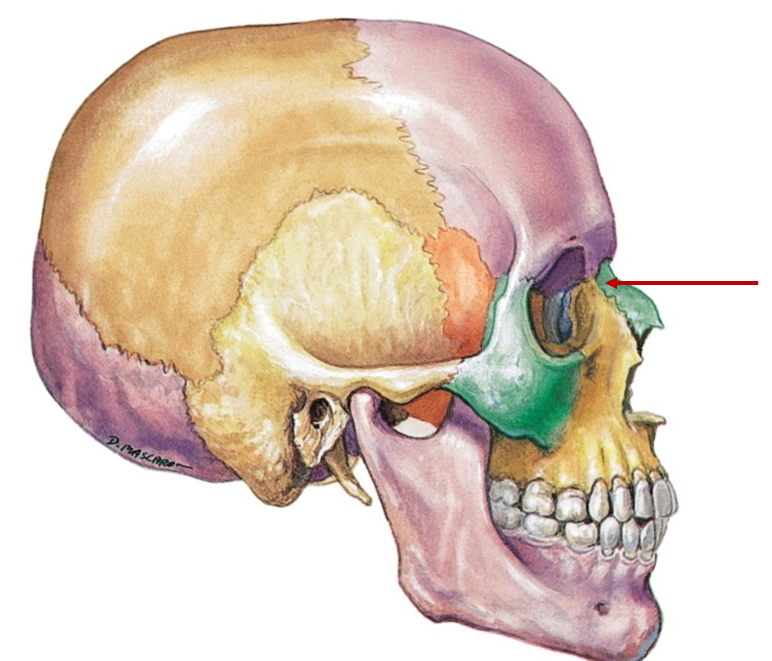 <p>Top of nose</p>