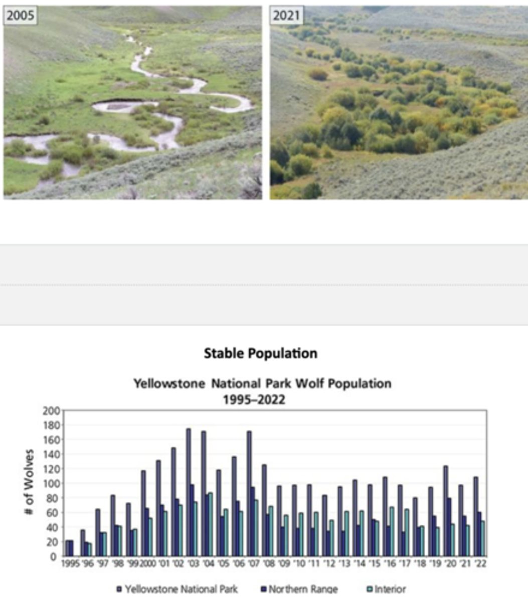 <p>Wolves were extirpated from Yellowstone in the 1920s due to hunting and predator eradication programs; without wolves, elk populations exploded because their main natural predator was gone, then overgrazing by elk heavily damaged riparian zones (riverbanks), aspen, and willow forests that provided habitats for many animals</p><p>-in 1995-1996, gray wolves were reintroduced from Canada into Yellowstone National Park, sparking a trophic cascade, a chain rxn of ecological effects which flow thru food web; re-balanced the ecosystem allowing vegetation recovery, return of beavers which use willows for food and dams, these dams created wetlands to benefit amphibians and fish, and so on</p>