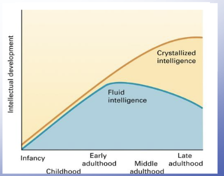 <ul><li><p>Fluid peaks at early adulthood</p></li><li><p>crystallized increases over time (likely due to more experiences and expertise)</p></li></ul><p></p>