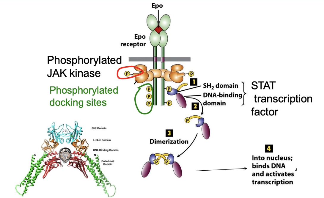 <ul><li><p>Phosphorylated tyrosines on EpoR = <strong>docking sites</strong> for other proteins</p></li><li><p><strong>STAT</strong> transcription factors bind using <strong>SH2 domain</strong> (recognizes phosphotyrosine)</p></li><li><p>Binding brings STAT near <strong>JAK kinase</strong></p></li><li><p>JAK phosphorylates STAT → activates it</p></li><li><p><strong>Phosphorylated STAT dimerizes</strong> (activation step)</p></li><li><p>Dimerization <strong>exposes nuclear localization sequence</strong></p></li><li><p>STAT dimer enters nucleus → <strong>activates transcription</strong> of target genes</p></li></ul><p></p>