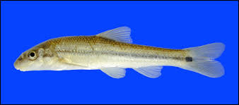 <p><span>Occurs in the </span>Mississippi River<span> basin from </span>Ohio<span> and </span>West Virginia<span> to </span>Wyoming<span>, </span>Colorado<span> and </span>New Mexico<span>, and from southeastern </span>Minnesota<span> to northern </span>Alabama<span> and southern </span>Oklahoma<span>. It also occurs in the western </span>Lake Erie<span> drainage in </span>Ohio<span>.</span></p>
