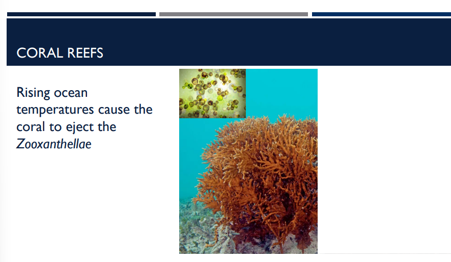 <p>Rising ocean temperatures cause the coral to eject the ____</p>