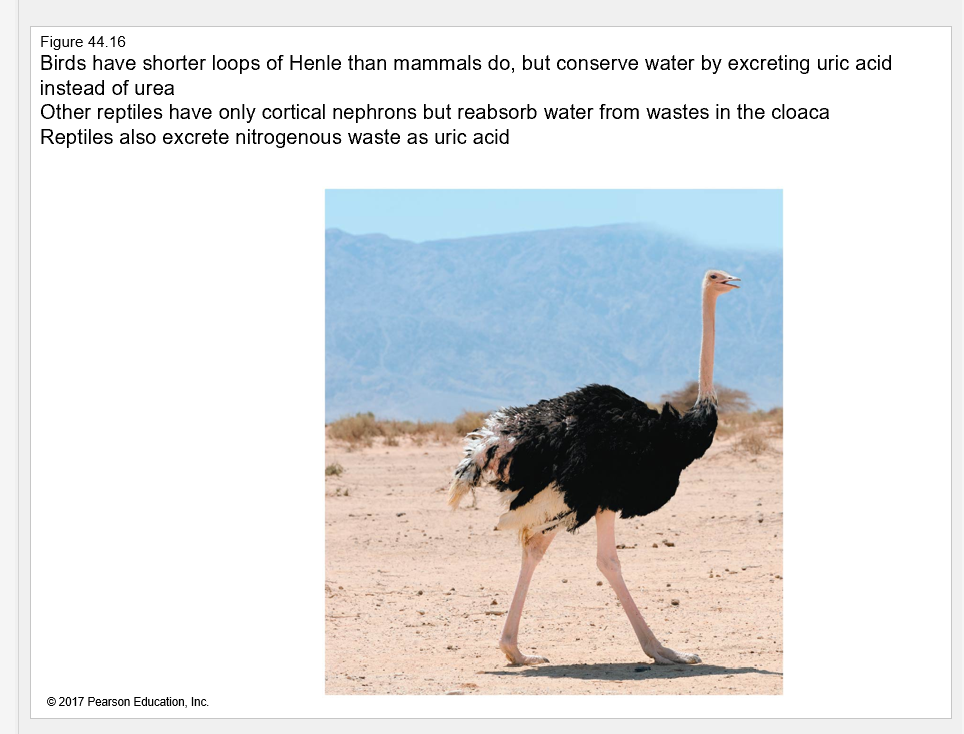 <p>How do birds conserve water even with shorter Loops of Henle?</p>