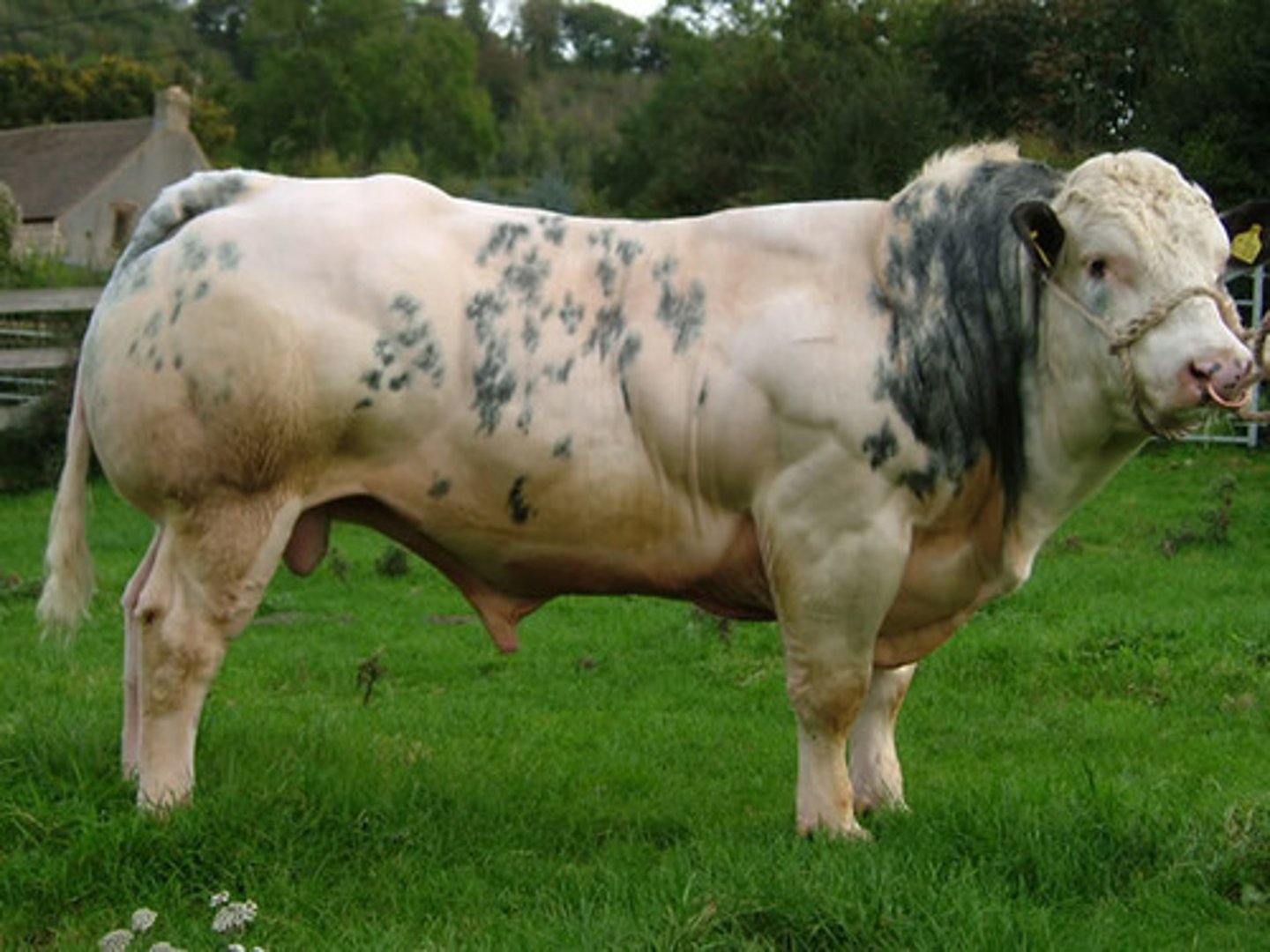 <p>- Beef production<br>- European<br>- Double-muscling<br>- Slow to mature<br>- High risk of dystocia</p>
