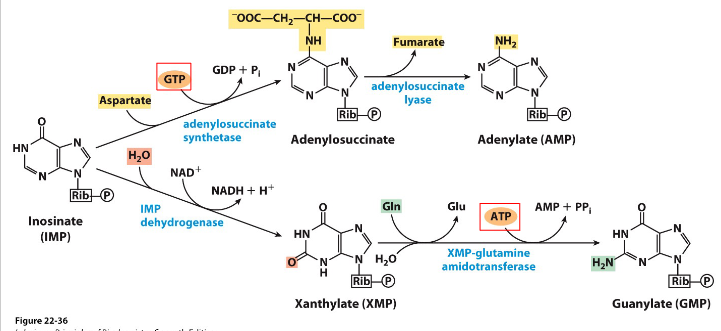 <p>Synthesis of AMP and GMP from IMP</p>