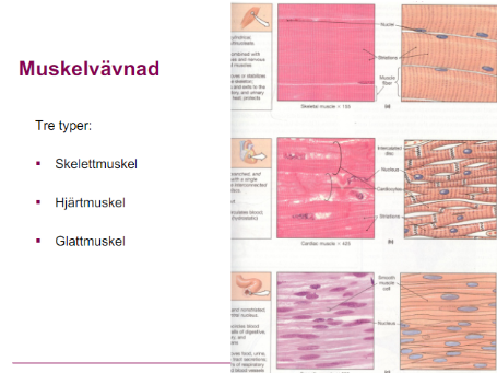 <p><br>Människokroppen innehåller tre olika typer av muskelvävnad, var och en med specifika strukturer, placeringar och funktioner. Dessa är <strong>skelettmuskulatur</strong>, <strong>hjärtmuskulatur</strong>, och <strong>glatt muskulatur</strong>. Här är en detaljerad beskrivning av varje muskeltyp:</p><h3 style="text-align: start" collapsed="false"><strong>Skelettmuskulatur</strong></h3><ul><li><p><strong>Var den finns:</strong> Fäster vid skelettet genom senor och är närvarande i hela kroppen där volontär rörelse krävs.</p></li><li><p><strong>Främsta uppgifter:</strong></p><ul><li><p><strong>Rörelse av skelettet:</strong> Kontraktioner som medför att benen rör sig i relation till varandra.</p></li><li><p><strong>Hållning och kroppsställning:</strong> Upprätthåller stabilitet och position av kroppen mot gravitationen.</p></li><li><p><strong>Värmealstring:</strong> Kontraktioner genererar värme som hjälper till att reglera kroppstemperaturen.</p></li></ul></li></ul><h3 style="text-align: start" collapsed="false"><strong>Hjärtmuskulatur</strong></h3><ul><li><p><strong>Var den finns:</strong> Utgör majoriteten av hjärtats väggar.</p></li><li><p><strong>Främsta uppgifter:</strong></p><ul><li><p><strong>Pumpa blod:</strong> Kontraktioner som pumpar blod genom hjärtat och vidare till resten av kroppen.</p></li><li><p><strong>Rytmisk aktivitet:</strong> Har förmågan att generera sina egna impulser som säkerställer regelbundna och koordinerade kontraktioner, vilket är vitalt för hjärtats pumpförmåga.</p></li></ul></li></ul><h3 style="text-align: start" collapsed="false"><strong>Glatt muskulatur</strong></h3><ul><li><p><strong>Var den finns:</strong> Finns i väggarna av inre organ såsom tarmar, blodkärl, urinblåsa, och luftvägar.</p></li><li><p><strong>Främsta uppgifter:</strong></p><ul><li><p><strong>Organrörelser:</strong> Kontrollerar rörelsen av substanser genom organ, exempelvis mat genom mag-tarmkanalen.</p></li><li><p><strong>Reglering av blodflöde:</strong> Justerar diameter på blodkärl för att kontrollera blodtryck och flöde.</p></li><li><p><strong>Reglering av andra kroppsfunktioner:</strong> Bidrar till funktioner såsom urinering och andning genom att kontrahera och slappna av i takt med kroppens behov.</p></li></ul></li></ul>
