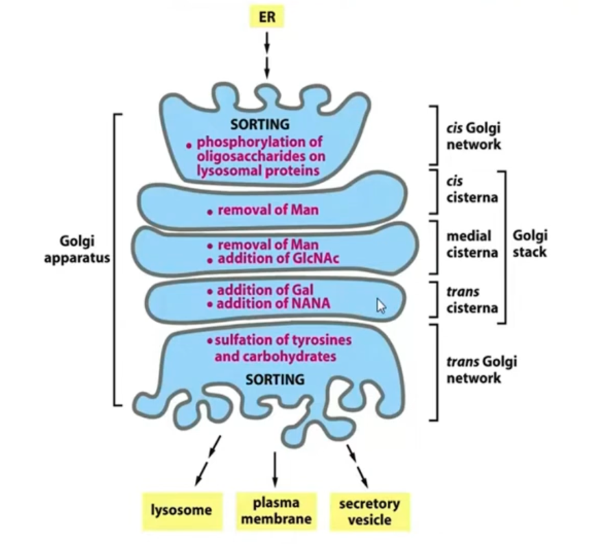 <p>Bộ máy Golgi </p><p>Cải dạng hoá học qua các tầng túi dẹt </p>