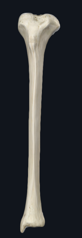 <p>What is this bone called?</p>