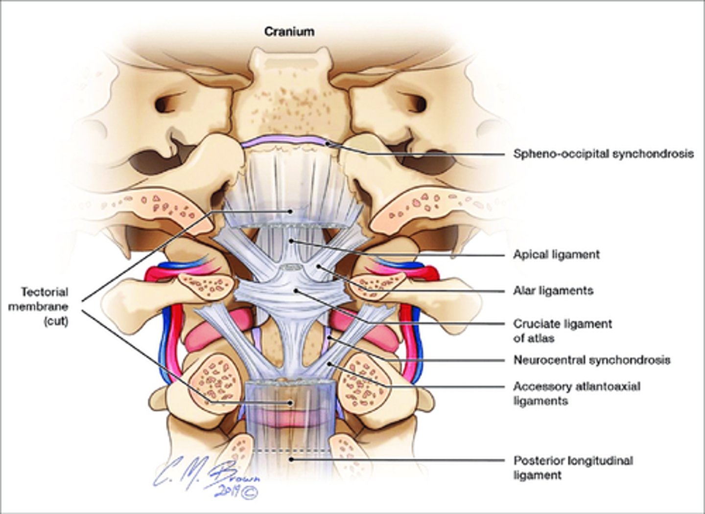 <p>• Transverse Ligament that holds dens in contact with C1</p><p>• Posterior and Transverse Ligaments together for Cruciform Ligament, which is a key stabilizer of Atlantoaxial Joint</p>