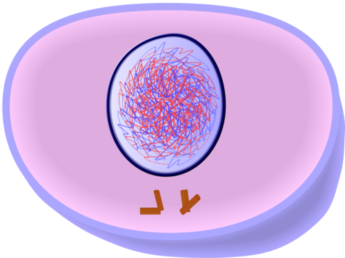 The period of the cell cycle when the cell is not dividing.