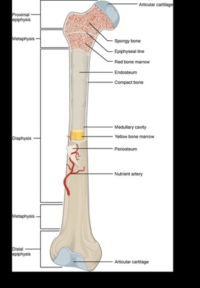 <p>shaft and two ends. thick outside layer w/ marrow cavity. ends are spongy. ex: humerus and femur</p>