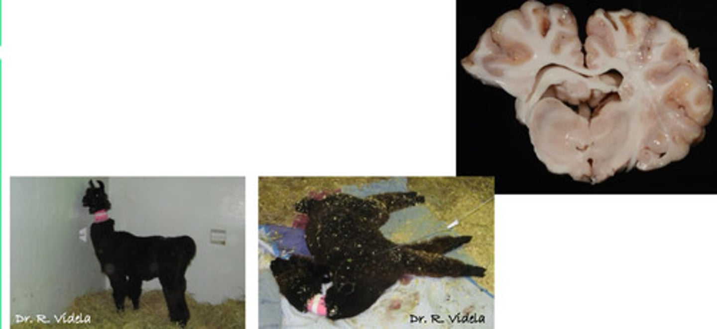 <p>Name some things that can cause polioencephalomalacia in camelids</p>