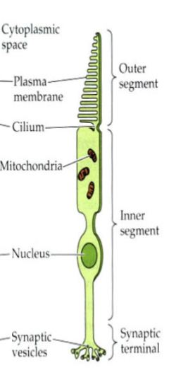 <p>color-sensing photoreceptor cells but are useless in low-light conditions. Three different types sense different colors.</p>