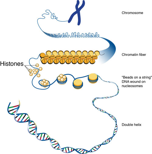 <p>It is cut into shorter lengths &amp; each length is tightly wrapped up with <strong>histone proteins </strong>to form <strong>chromatin</strong></p>