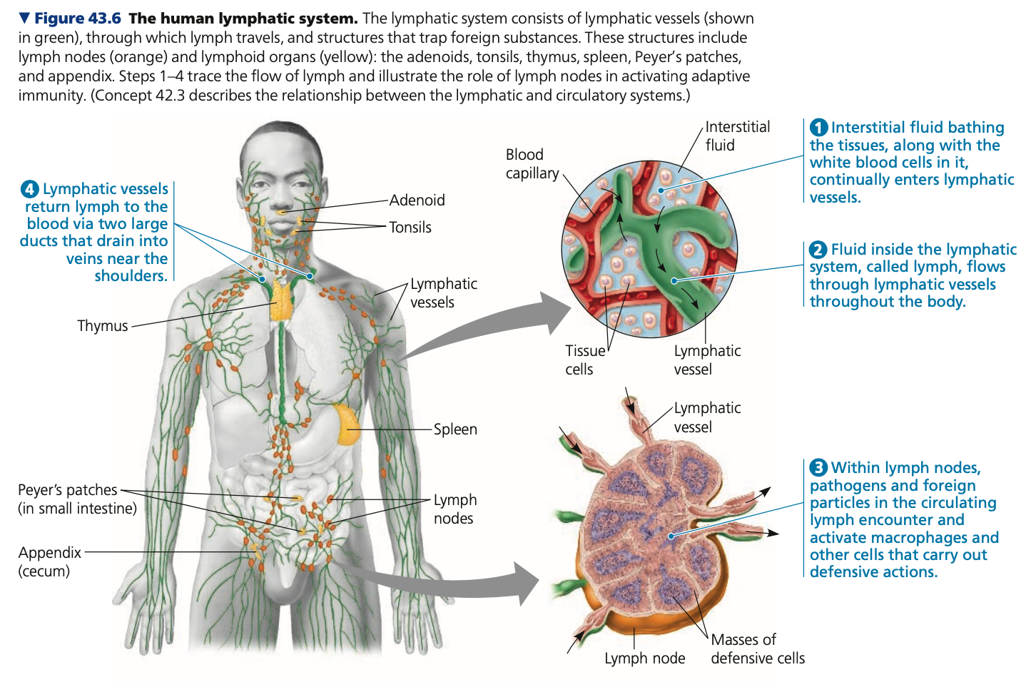 **Cellular innate defenses**

* Involve the _______ system
  * Distributes lymph throughout the body


* ______ → lymph nodes
  * Engulf pathogens in lymph from interstitial fluid


* _____ cells → migrate to lymph nodes after interaction with pathogens
  * Interact with other immune cells to stimulate _____ immunity