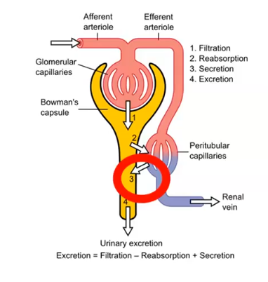 <p>active secretion&nbsp;</p>