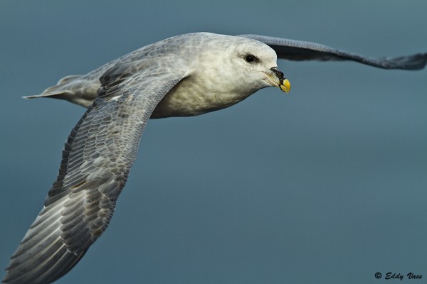 <p>Northern Fulmar</p>