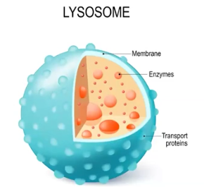 <p>Lysosomes</p>