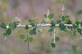 <p>The bark is gray-white, waxy, and somewhat hairy, especially when new. The twigs harden into sharp-tipped thorns as they age. The evergreen leaves are alternately arranged, oval in shape and up to about 4 centimeters long. The edges are smooth or lined with tiny hairy teeth. The flower cluster is a long, stalked cluster of flowers in shades of blue, lavender, or white.</p>