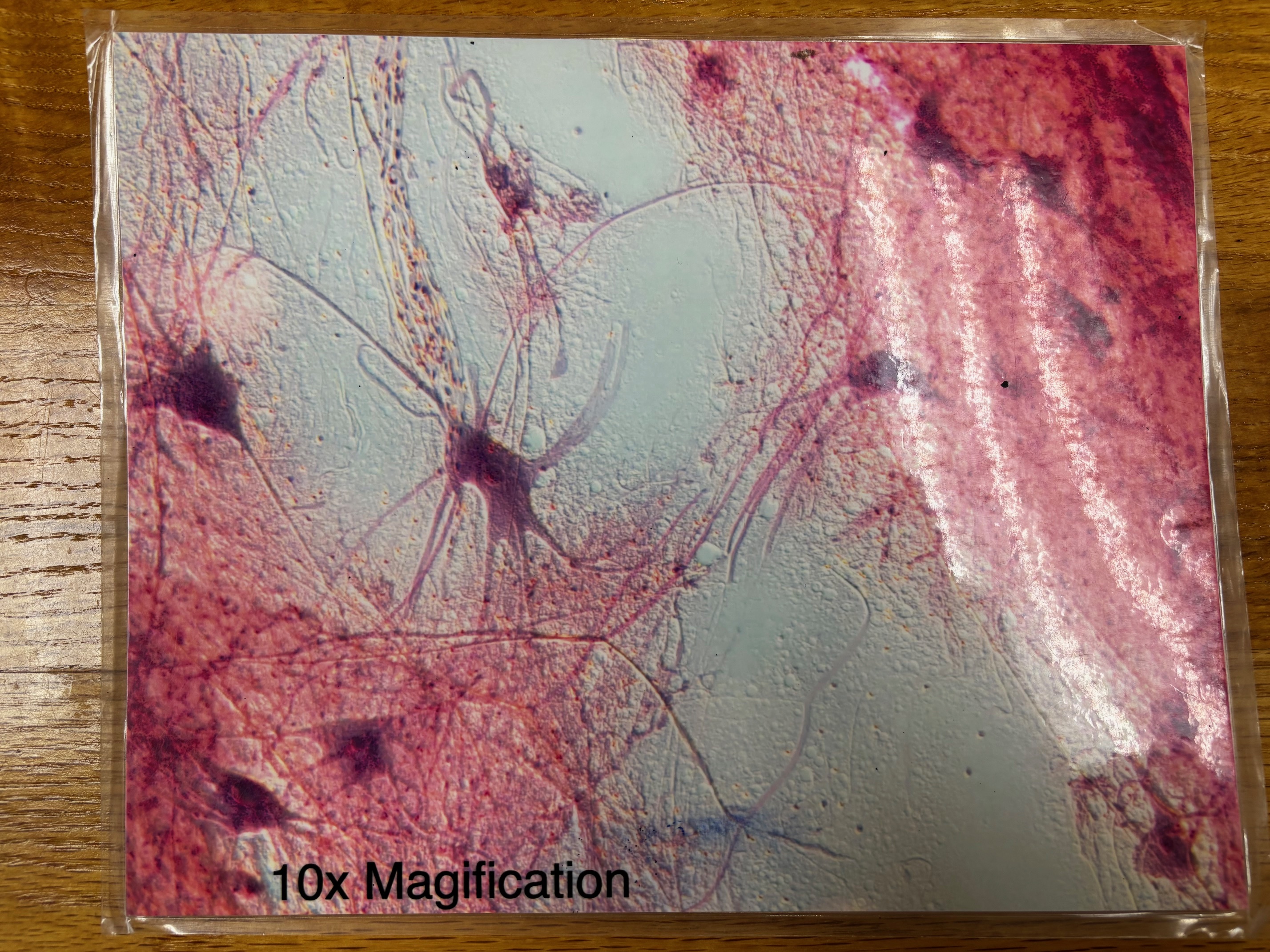 knowt flashcard image
