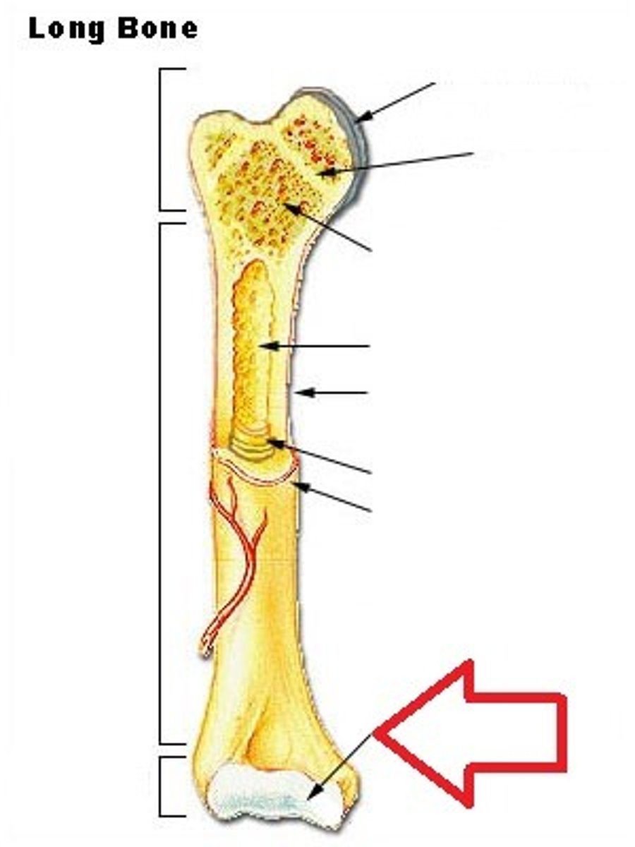 <p>Covers the ends of the bone where they come together to form joints, main function is to reduce friction between bones.</p>