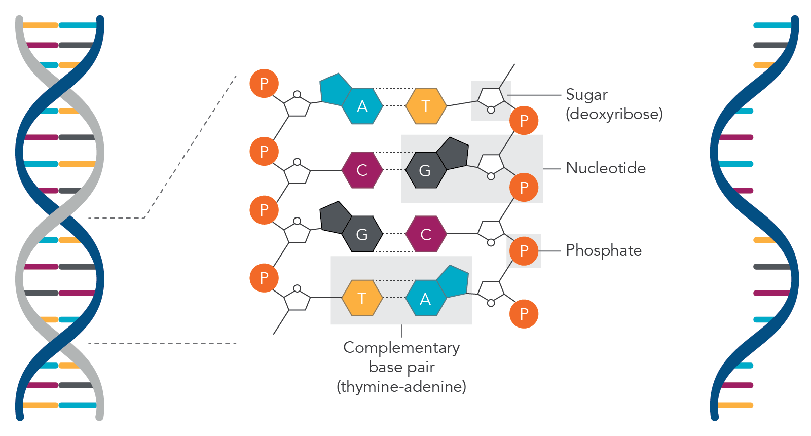 <p>connect neighboring nucleotides within that polynucleotide strands</p>
