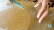 <p><u>Cloudy water</u>, as a result of sediment being mixed or stirred up.</p>