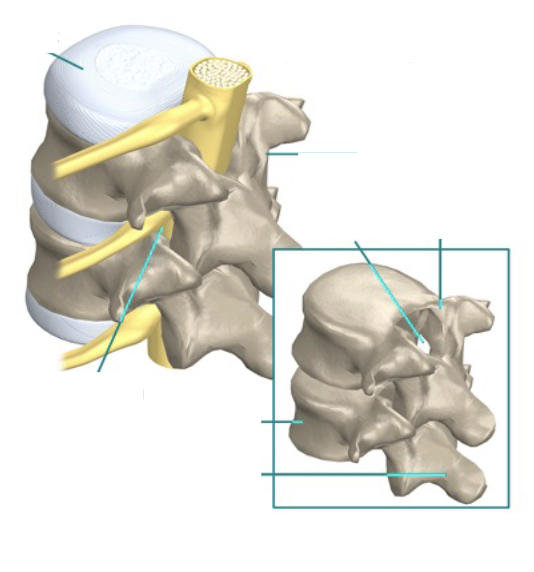 <p><span><span>an elongated, anatomically sterile, bony tunnel formed by the stacked vertebral foramina of the spine, extending from the skull's foramen magnum down to the sacrum</span></span></p>