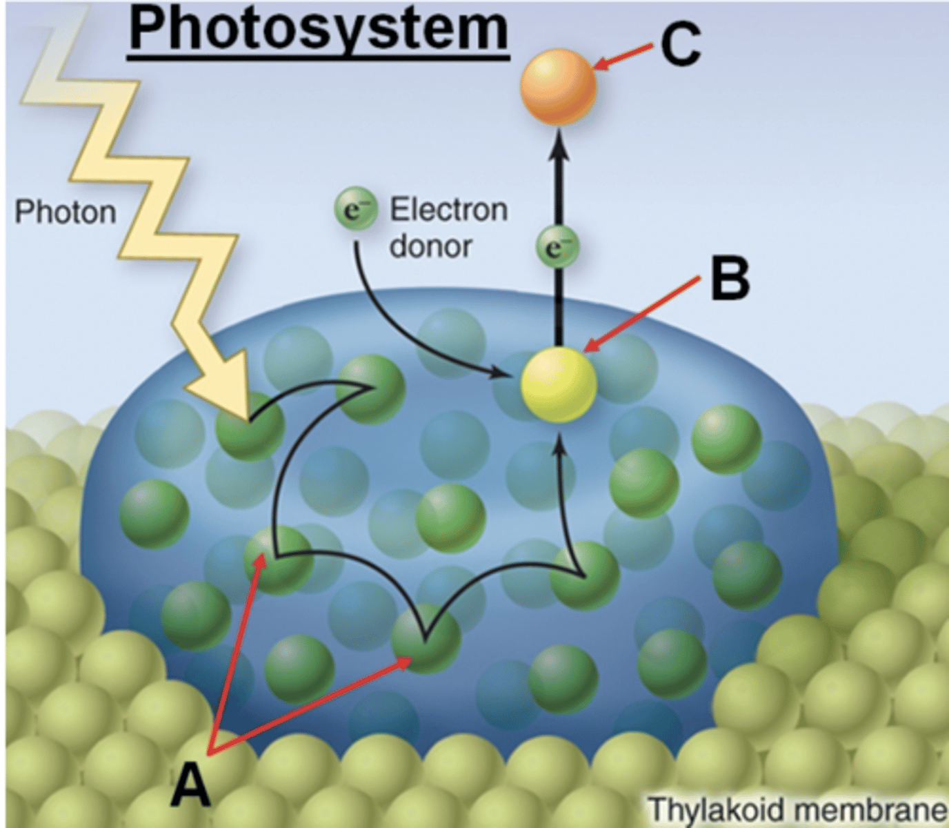 <p>Antenna chlorophyll</p>