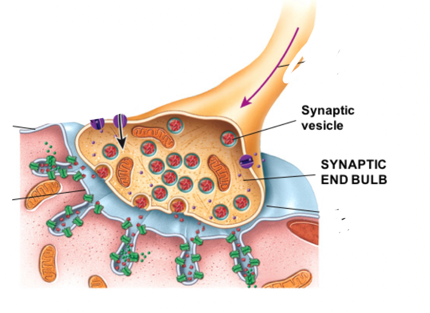 <p>Membrane-bound sacs filled with ACh = neurotransmitters</p>