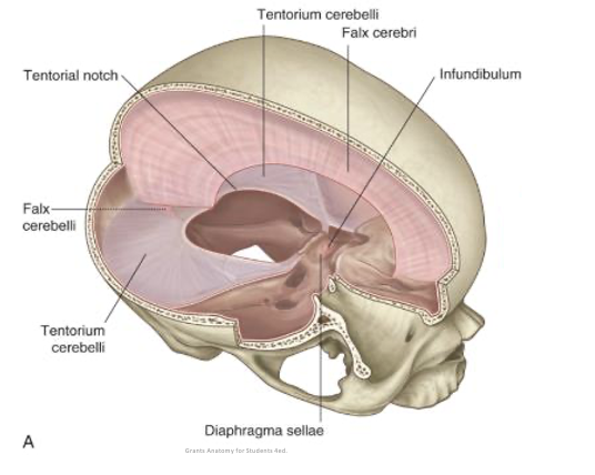 <ol><li><p>Falx Cerebi</p><ol><li><p>Separates left and right hemisphere </p></li></ol></li><li><p>Tentorium Cerebelli</p><ol><li><p>Separates occipital lobes from cerebellum, creating two supratentorial compartments and one infratentorial compartments</p></li></ol></li><li><p>Falx Cerebelli</p><ol><li><p>Partially separates the cerebellar halves</p></li></ol></li><li><p>Diaphragma Sellae</p><ol><li><p>Circular sheet of dura attaching between clinoid processes</p></li><li><p>Forms a partial roof over hypophysial fossa</p></li><li><p>Pierced by the pituitary stalk</p></li><li><p>Anterior ‘limbs’ create the cavernous sinus</p><p></p></li></ol></li></ol>