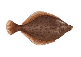 <p>Flounder is a flatfish that inhabits sandy or muddy bottoms of coastal waters, particularly in the Atlantic and Pacific Oceans, known for its unique body shape and camouflaging ability. </p>