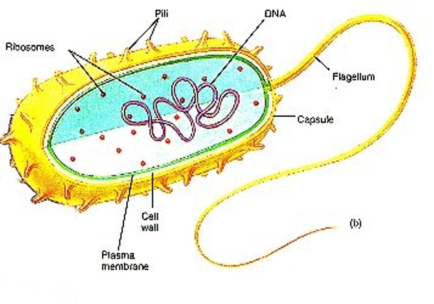 <p>flagella, pilli, nucleiod (single circular DNA), plasmids (small loops of DNA containing genes), ribosome, capsule (protects bacteria from drying out, cell wall, plasma membrane</p>