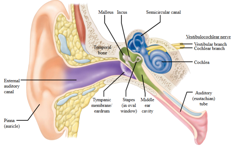 <ul><li><p>The tensor tympani and stapedius muscles can contract to protect the ear from sustained loud sounds by dampening movement of the middle ear bones.</p></li><li><p>However, they do not protect against sudden loud noises (like a bang), as they can't contract quickly enough in time.</p></li></ul><p></p>