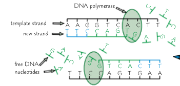 <ol start="4"><li><p>The reaction mixture is heated to 72°C so DNA polymerase can work (DNA polymerase is taq DNA polymerase = come form bacteria so can work at high temps)&nbsp;</p></li><li><p>DNA polymerase lines up free DNA nucleotides alongside each template strand. Complementary base pairing means new complementary strands formed</p></li></ol><p></p>