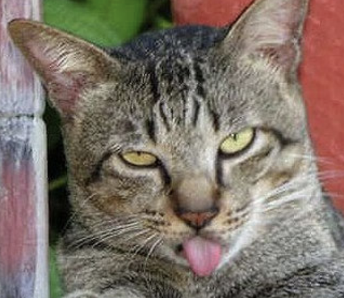 <p>What are the characteristics of Cytauzoon felis?</p>