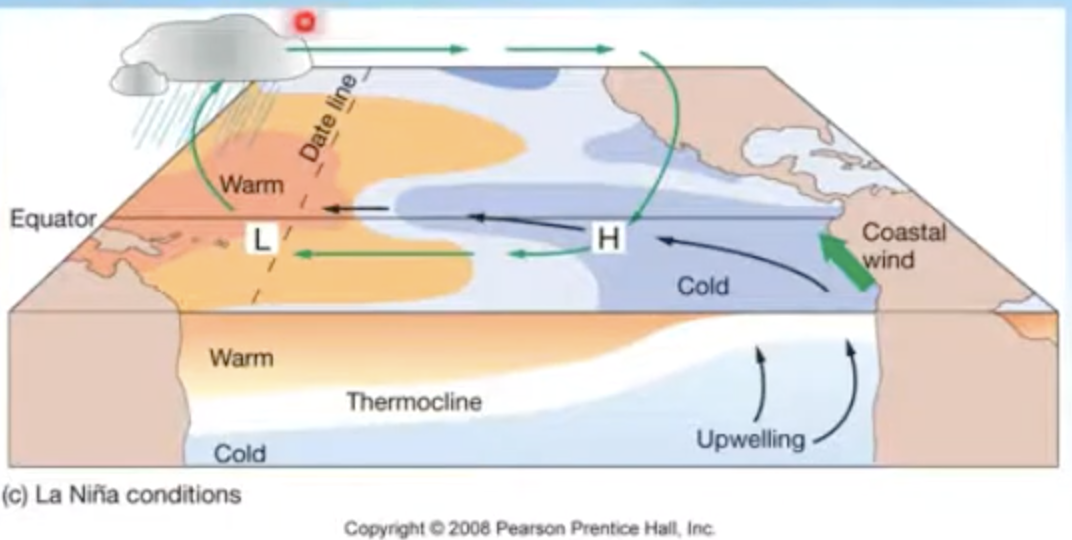<p>• Increased pressure difference across equatorial Pacific</p><p>• Stronger trade winds</p><p>• Stronger upwelling in eastern Pacific</p><p>• Shallower thermocline</p><p>• Cooler than normal seawater</p><p>• Higher biological productivity</p>