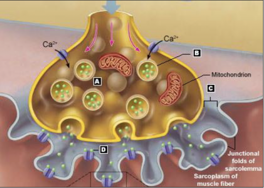 <ul><li><p><u>axon termina</u>l: aka terminal bouton</p></li><li><p><u>junctional folds of the sarcolemma</u>: increase surface area for more receptors</p></li><li><p><u>synaptic cleft</u>: space b/w folds and axon terminal</p></li></ul><p></p>