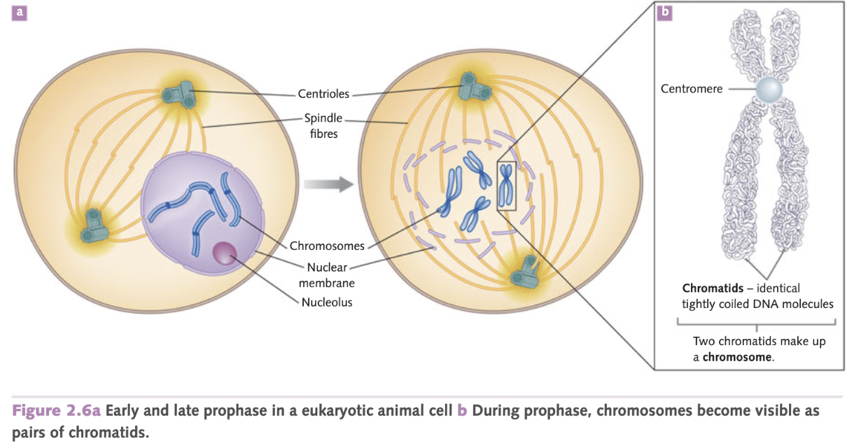 <p>Chromatins condense, visible pairs of chromatids, centrioles move to opposite ends, spindles emerge, nucleus not visible</p>